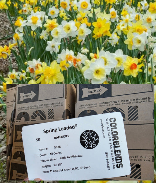 Colorblends: Mix of 50 Spring Loaded Daffodil Bulbs